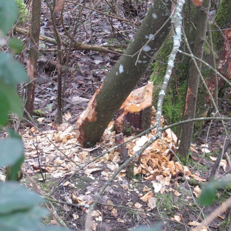 Ein abgenagter Baum.