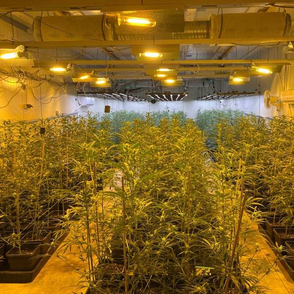 Die Kölner Ermittler ordneten diese Cannabisplantage in Rheinland-Pfalz den Angeklagten zu.
