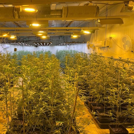 Die Kölner Ermittler ordneten diese Cannabisplantage in Rheinland-Pfalz den Angeklagten zu.