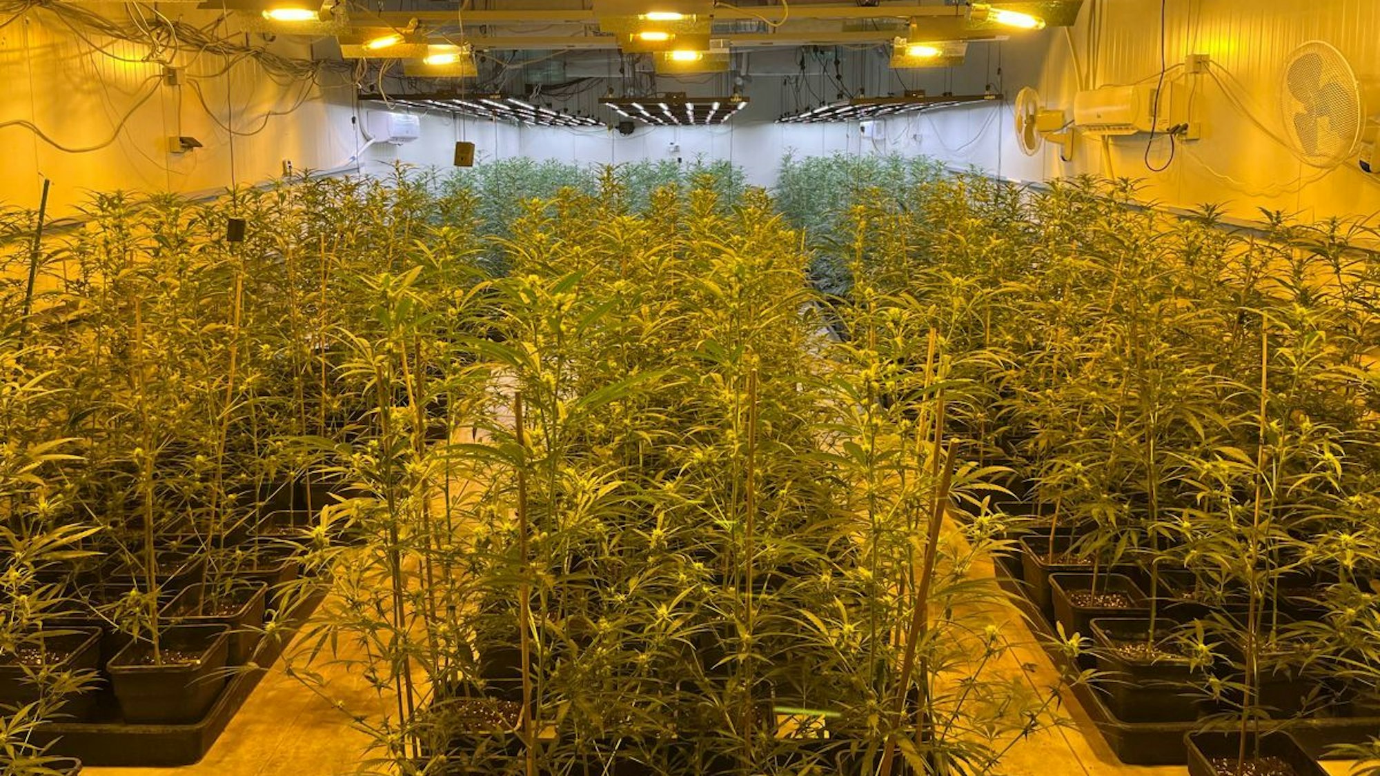 Die Kölner Ermittler ordneten diese Cannabisplantage in Rheinland-Pfalz den Angeklagten zu.