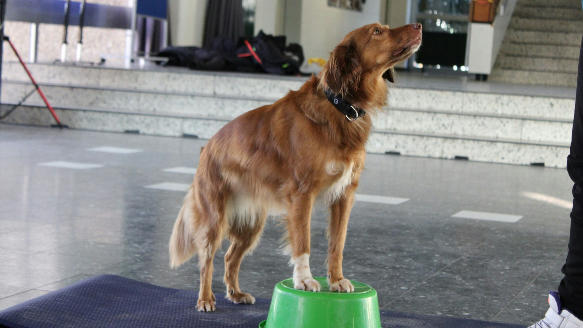 Ein Hund steht mit den Pfoten auf einem grünen, umgekehrten Eimer und schaut nach oben. Man sieht an einem Bein, dass ein Schüler vor ihr steht.