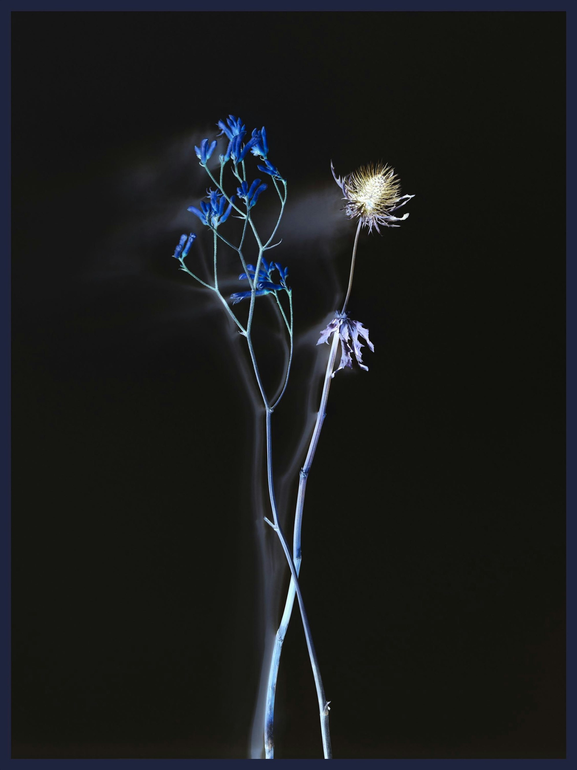 Zwei Blumen stehen auf langen Stängeln.