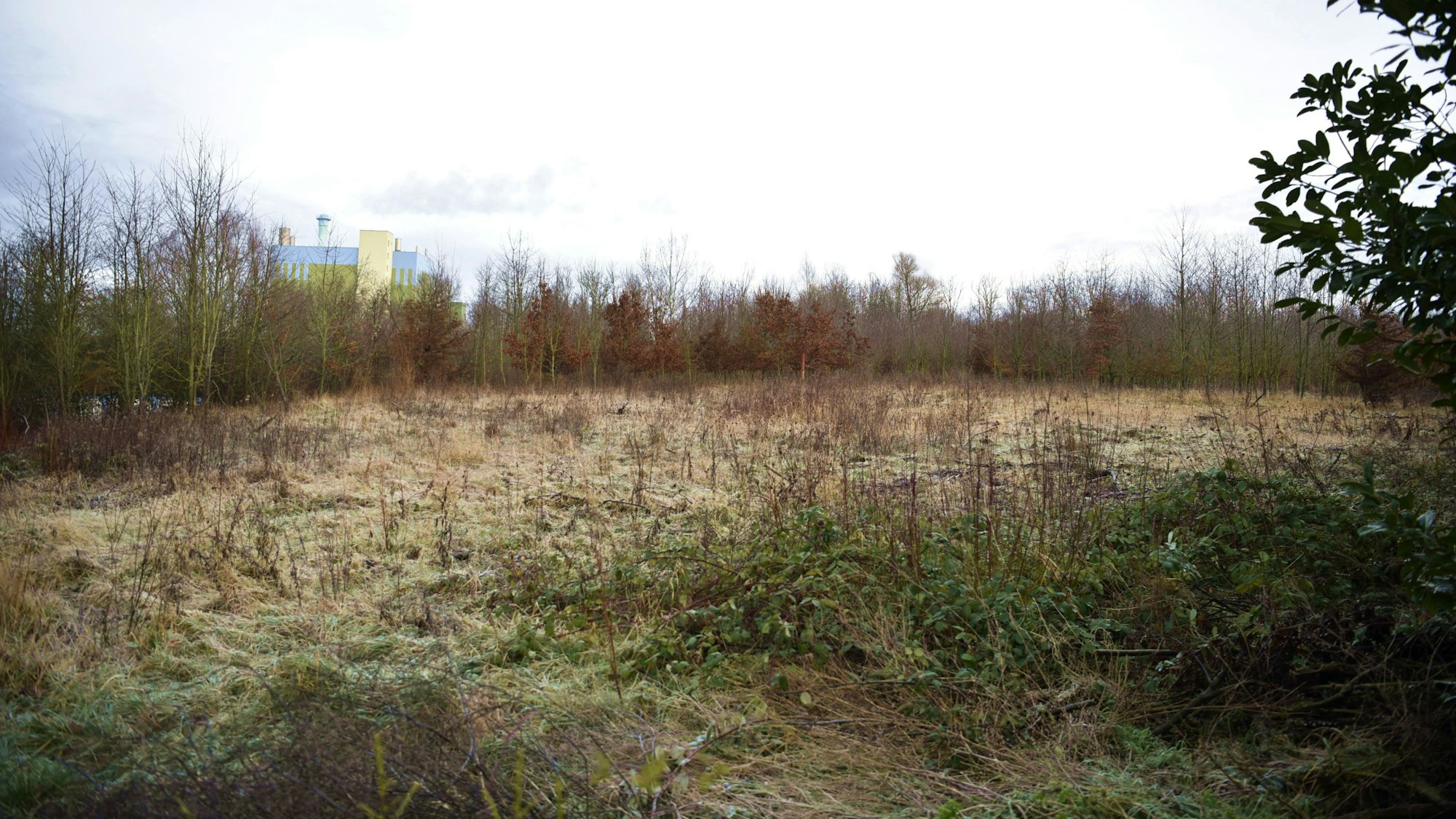 Gestrüpp wächst auf einem Areal am Hertenicher Weg.