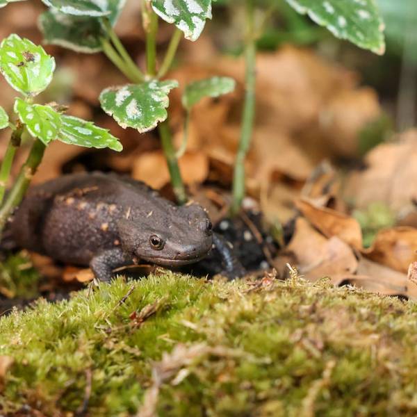Auf dem Foto ist eine vietnamesische Salamander-Art, der Krokodilmolch, abgebildet.