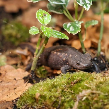 Auf dem Foto ist eine vietnamesische Salamander-Art, der Krokodilmolch, abgebildet.