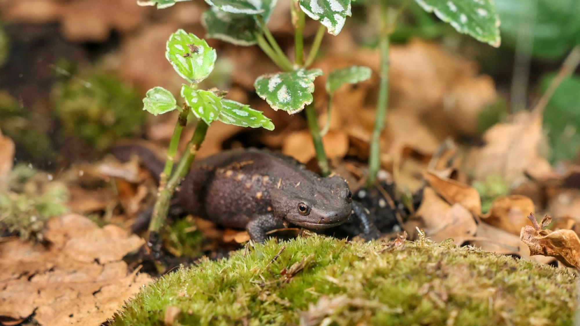 Auf dem Foto ist eine vietnamesische Salamander-Art, der Krokodilmolch, abgebildet.