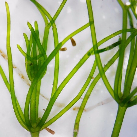 Das Foto zeigt Armleuchteralge