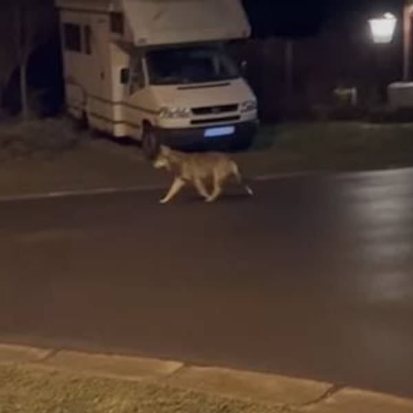 Ein Video zeigt das Tier in einer Wohnsiedlung in Raeren.