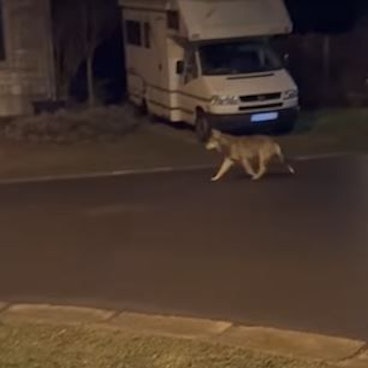 Ein Video zeigt das Tier in einer Wohnsiedlung in Raeren.