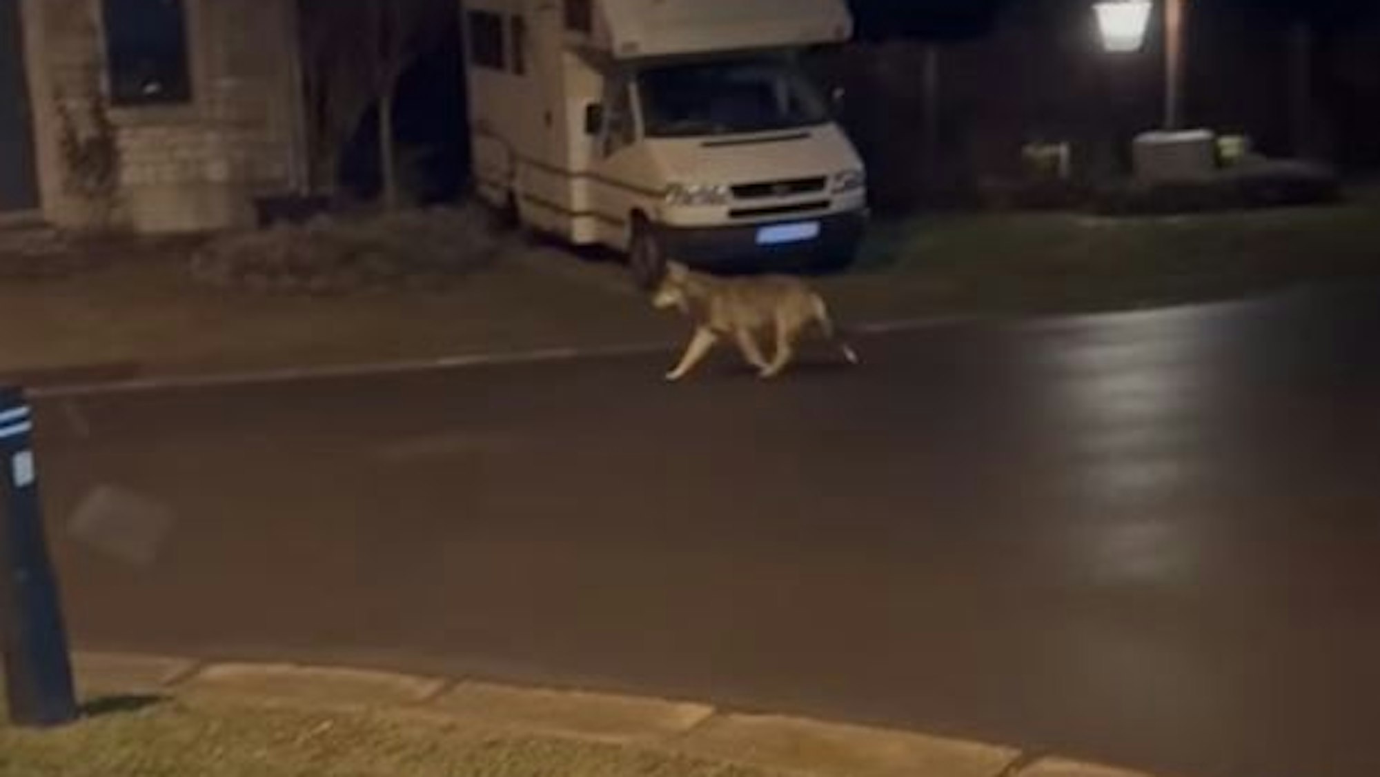 Ein Video zeigt das Tier in einer Wohnsiedlung in Raeren.