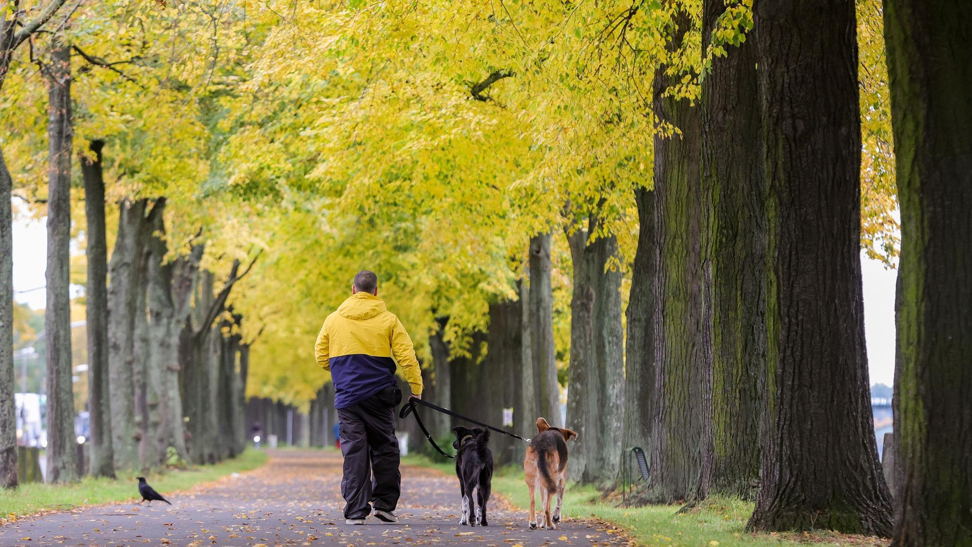 Spaziergänger in einer herbstlich gefärbten Baumallee an der Alfred-Schütte-Allee.