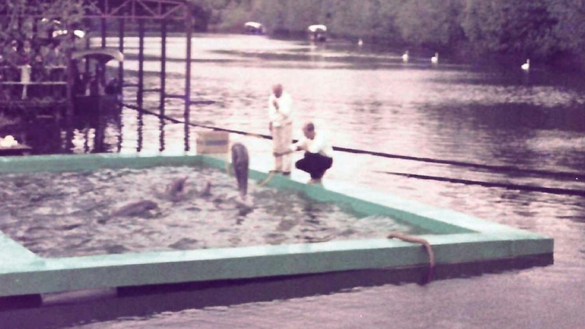 Die Delphine im Mondsee waren eine besondere Attraktion im Phantasialand.