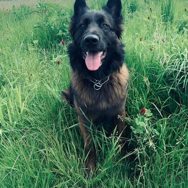 Das Bild zeigt den Polizeihund „Sushi“.