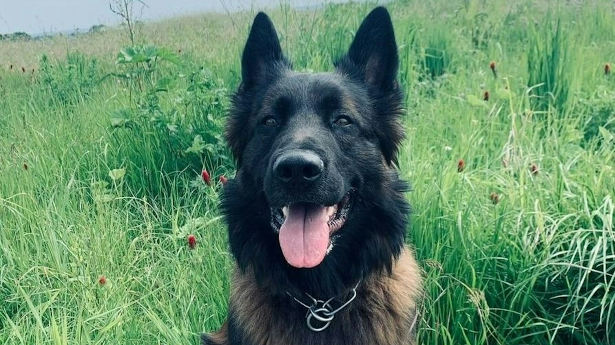 Das Bild zeigt den Polizeihund „Sushi“.
