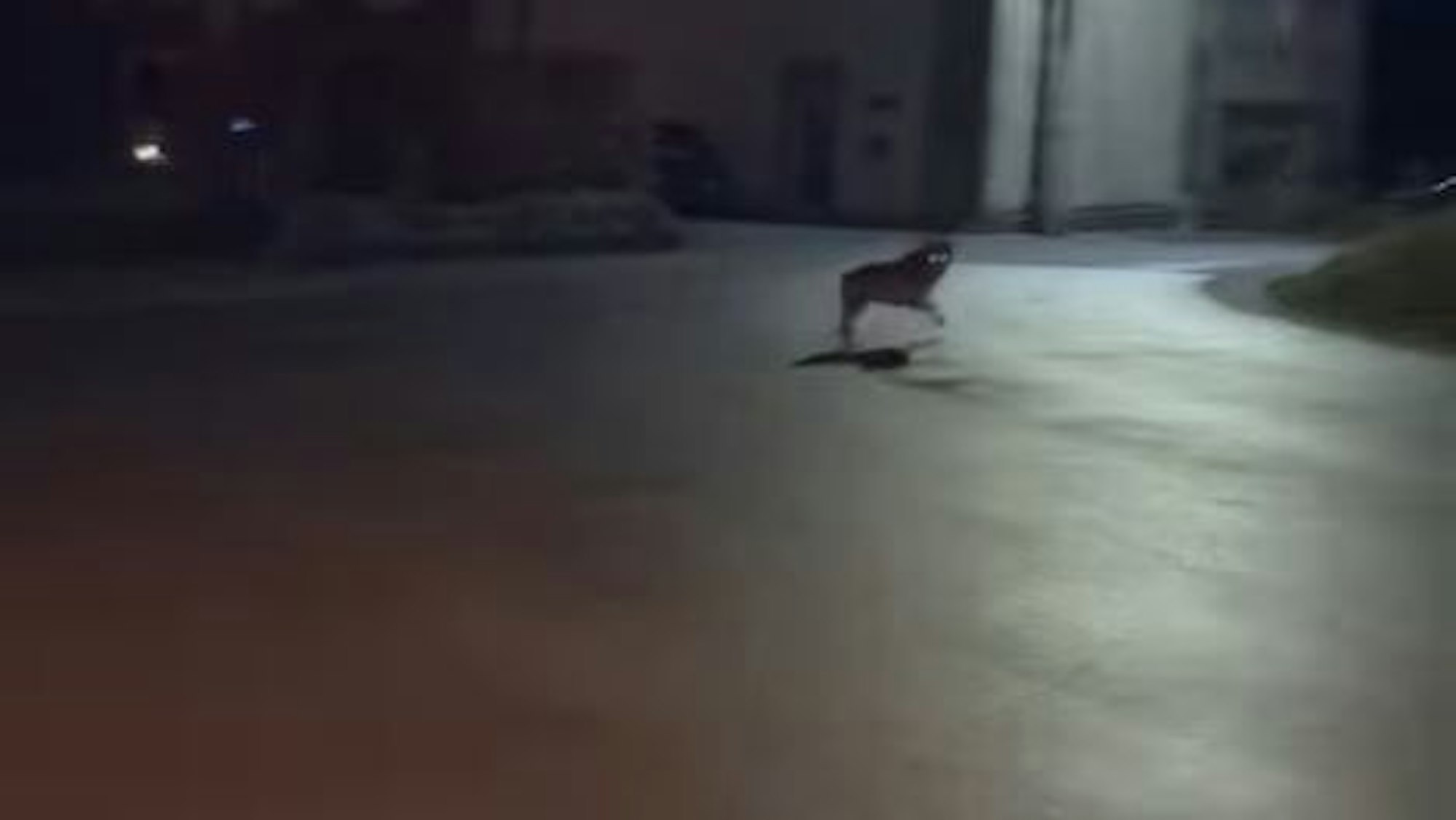 Ein Video zeigt das Tier in einer Wohnsiedlung in Raeren.