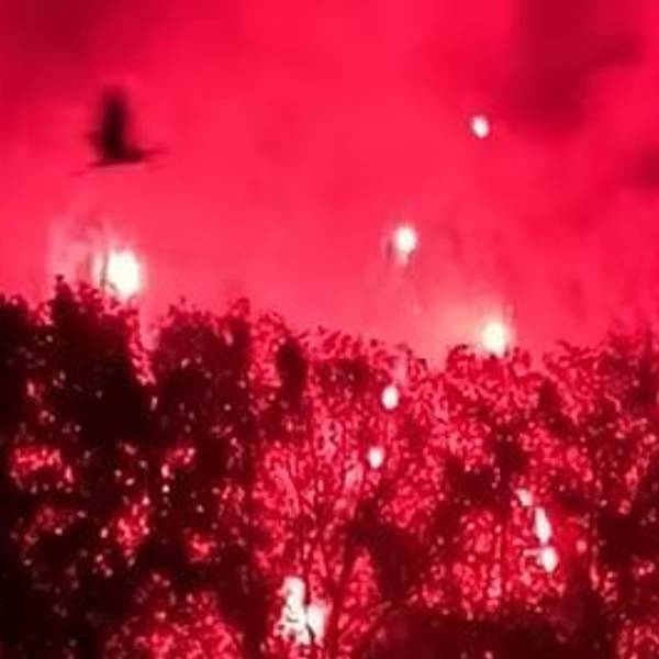 Ein Vogel fliegt aufgeschreckt vom Feuerwerk von Rhein in Flammen über Bäume in der Bonner Rheinaue.