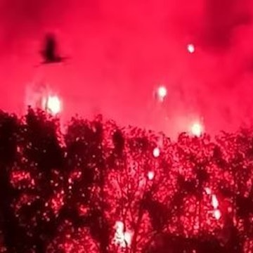 Ein Vogel fliegt aufgeschreckt vom Feuerwerk von Rhein in Flammen über Bäume in der Bonner Rheinaue.