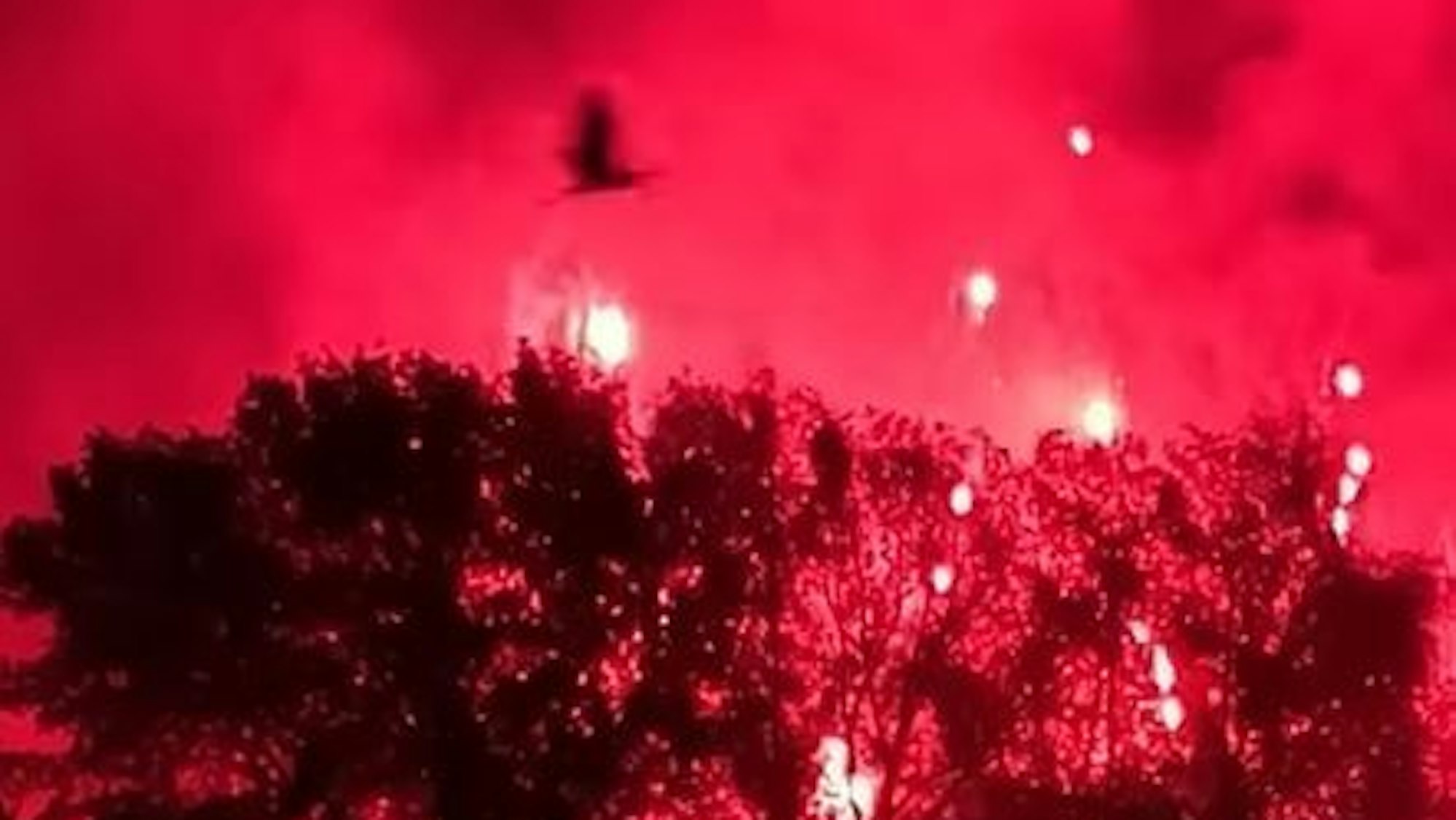 Ein Vogel fliegt aufgeschreckt vom Feuerwerk von Rhein in Flammen über Bäume in der Bonner Rheinaue.
