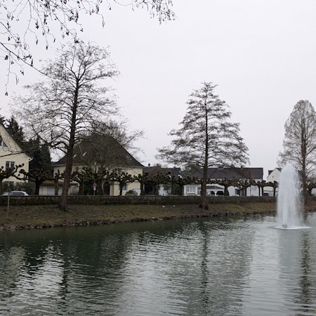 Mehrere Bäume stehen in einer Böschung an einem Teich.
