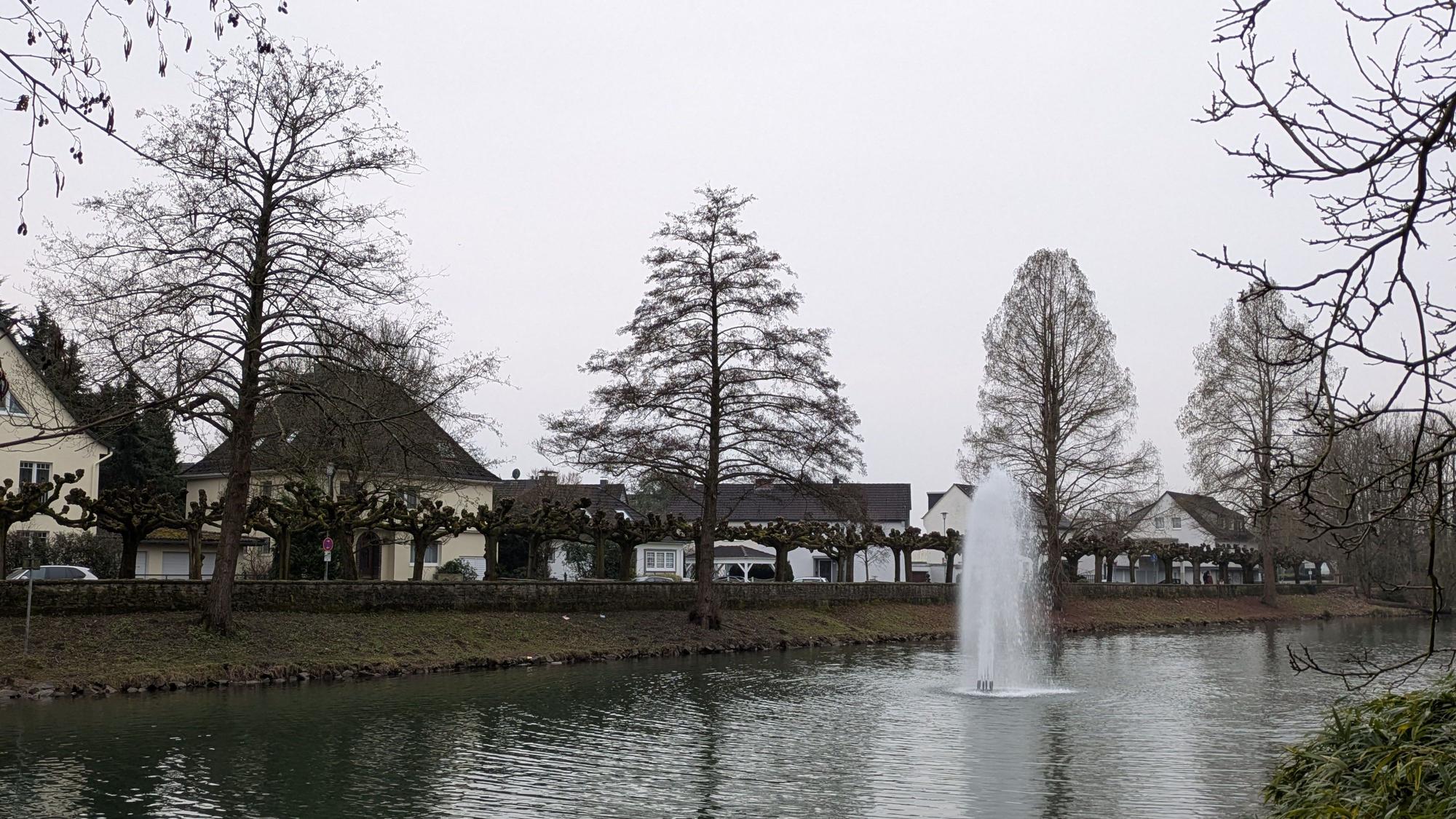 Mehrere Bäume stehen in einer Böschung an einem Teich.