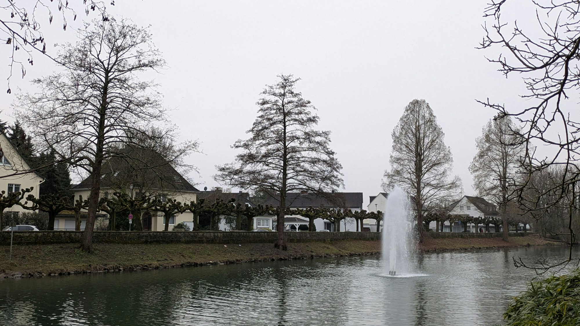 Mehrere Bäume stehen in einer Böschung an einem Teich.