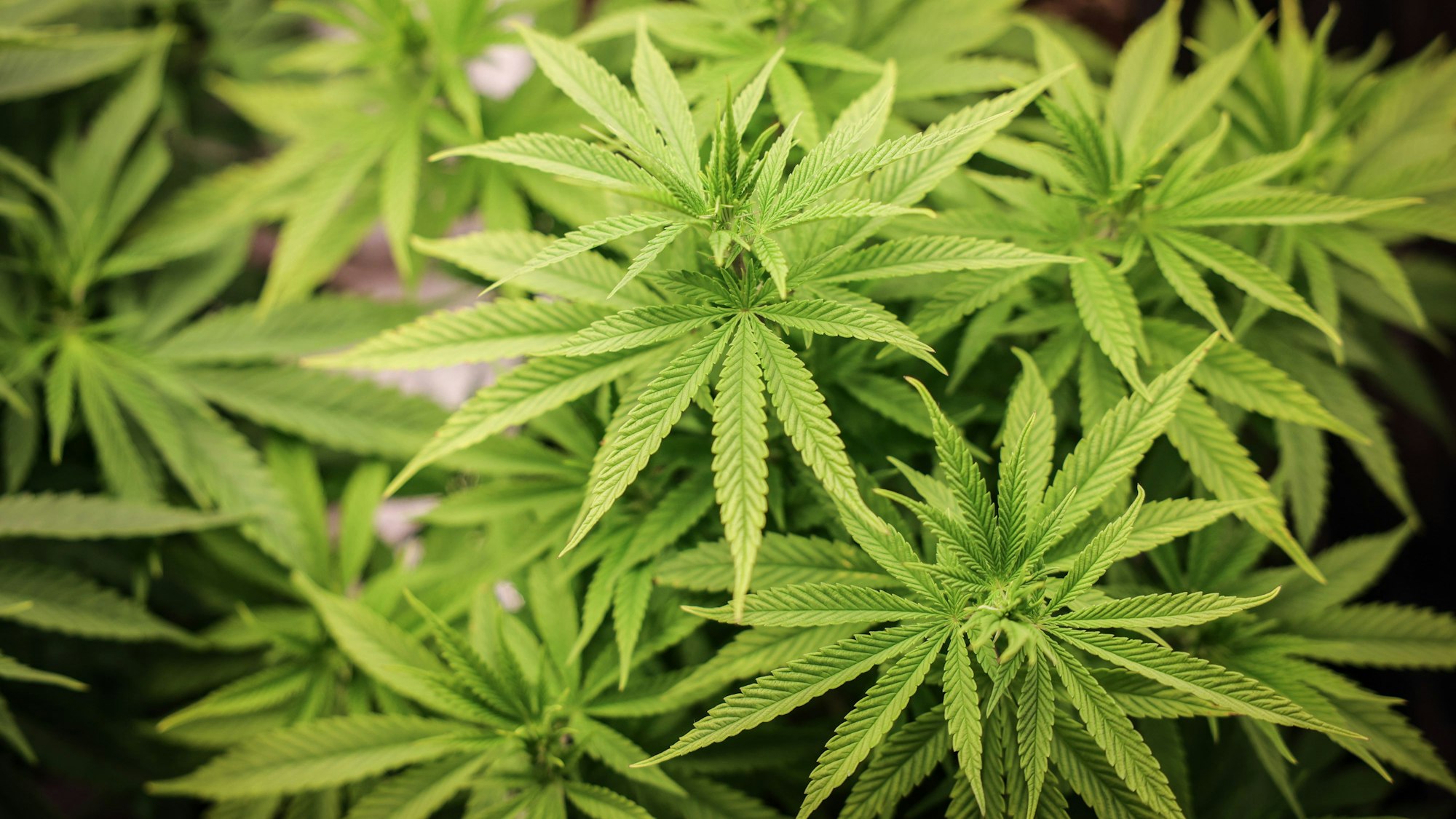 Cannabispflanzen (ca. 4 Wochen alt) in ihrer Wachstumsphase stehen unter künstlicher Beleuchtung in einem Privatraum. (Symbolbild)