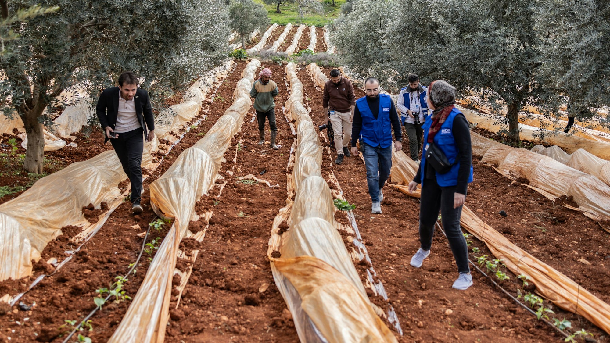 Syrien, Idlib: Taha Al-Ahmad arbeitet mit seiner Frau Fida Mutlaq in einem von der Internationalen Organisation für Migration (IOM) unterstützten landwirtschaftlichen Projekt.