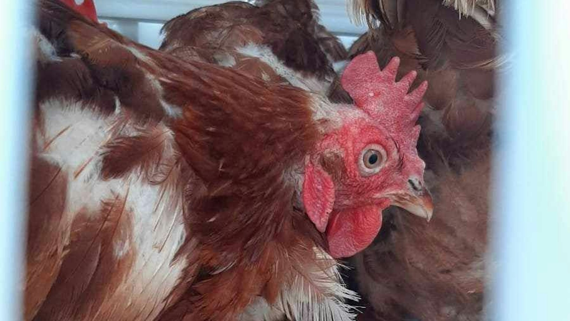 Ein vom Tierschutzverein gerettetes Hohn im Käfig.