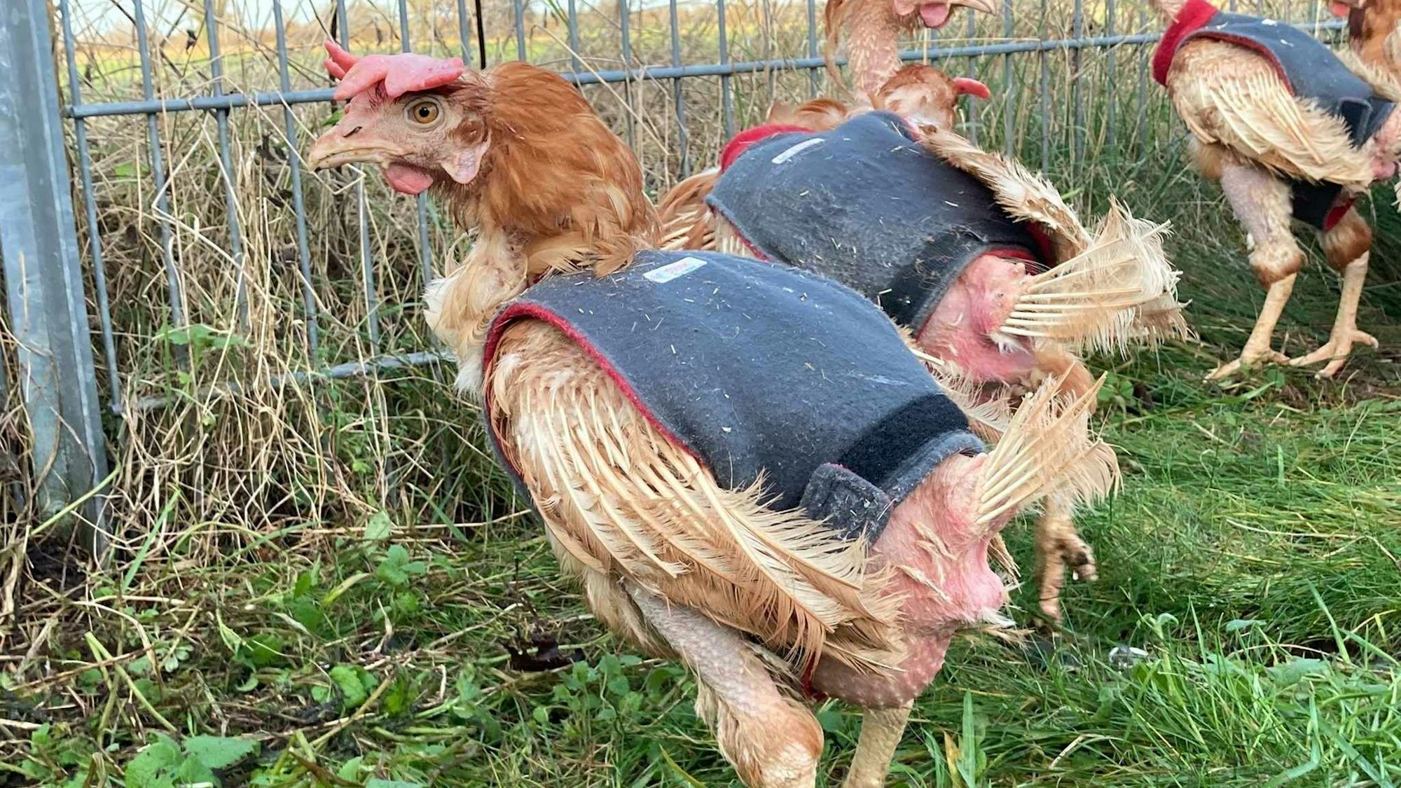 Mehrere Hühner mit fehlenden Federn. Ihnen wurde ein Jäckchen übergezogen.