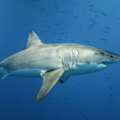 Vor der US-Ostküste wurde ein über vier Meter langer und rund 770 Kilogramm schwerer Weißer Hai gesichtet.