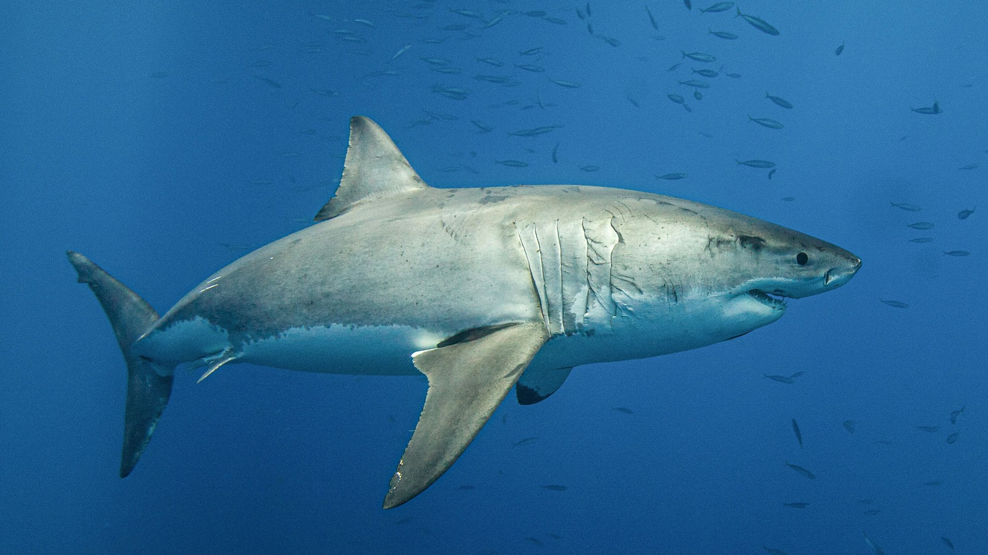 Vor der US-Ostküste wurde ein über vier Meter langer und rund 770 Kilogramm schwerer Weißer Hai gesichtet.