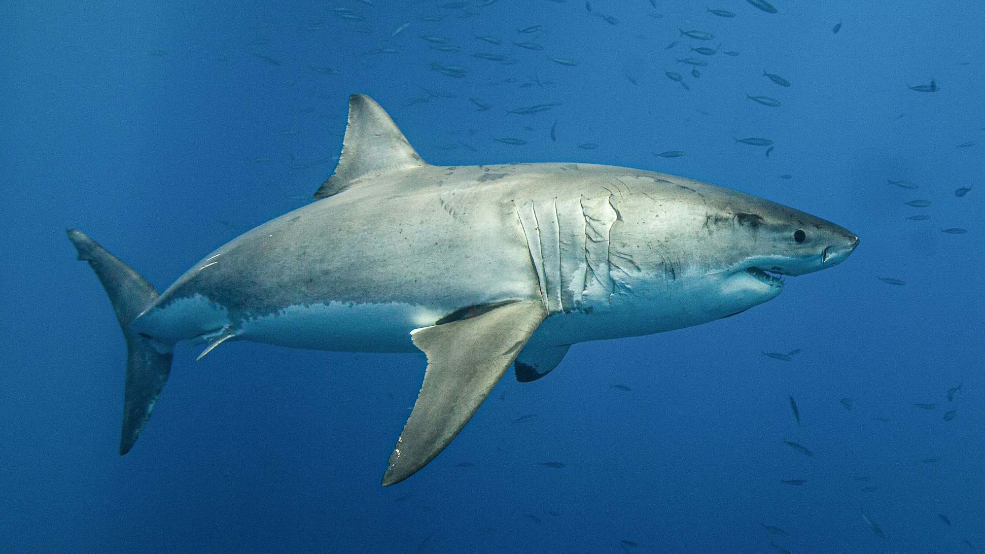 Sinkender pH-Wert des Meerwassers könnte Haien im Jahr 2300 erheblich schaden. Zähne verlieren Festigkeit.