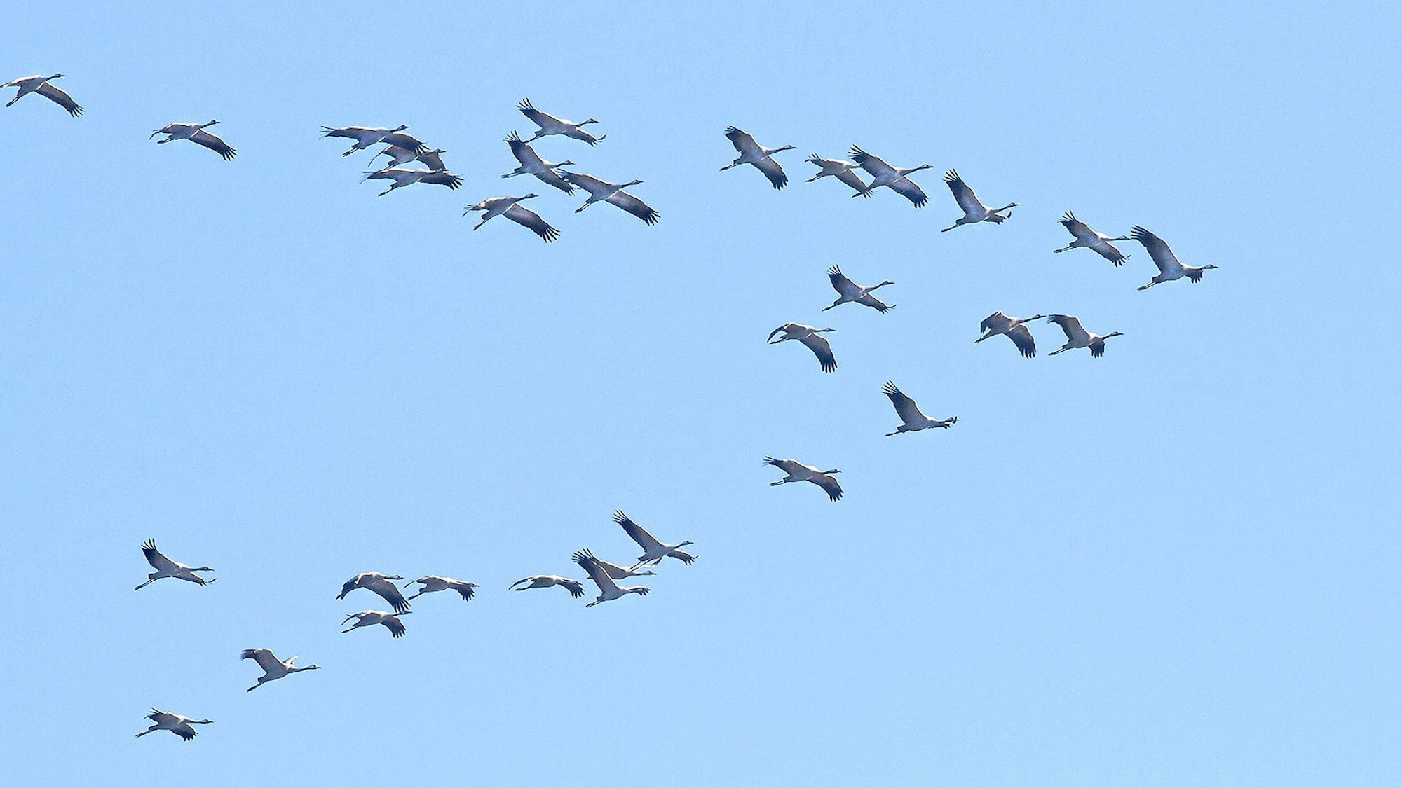 Kraniche über Leverkusen