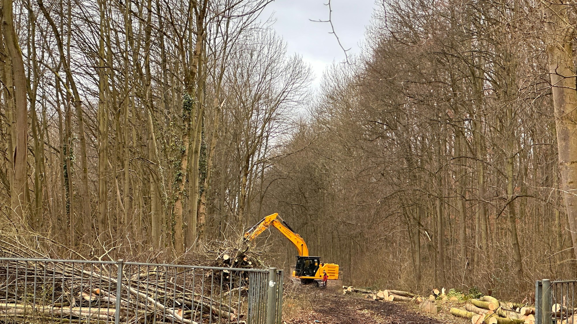 Mitten im Wald steht ein Bagger, der gefällte Bäume aufstapelt.