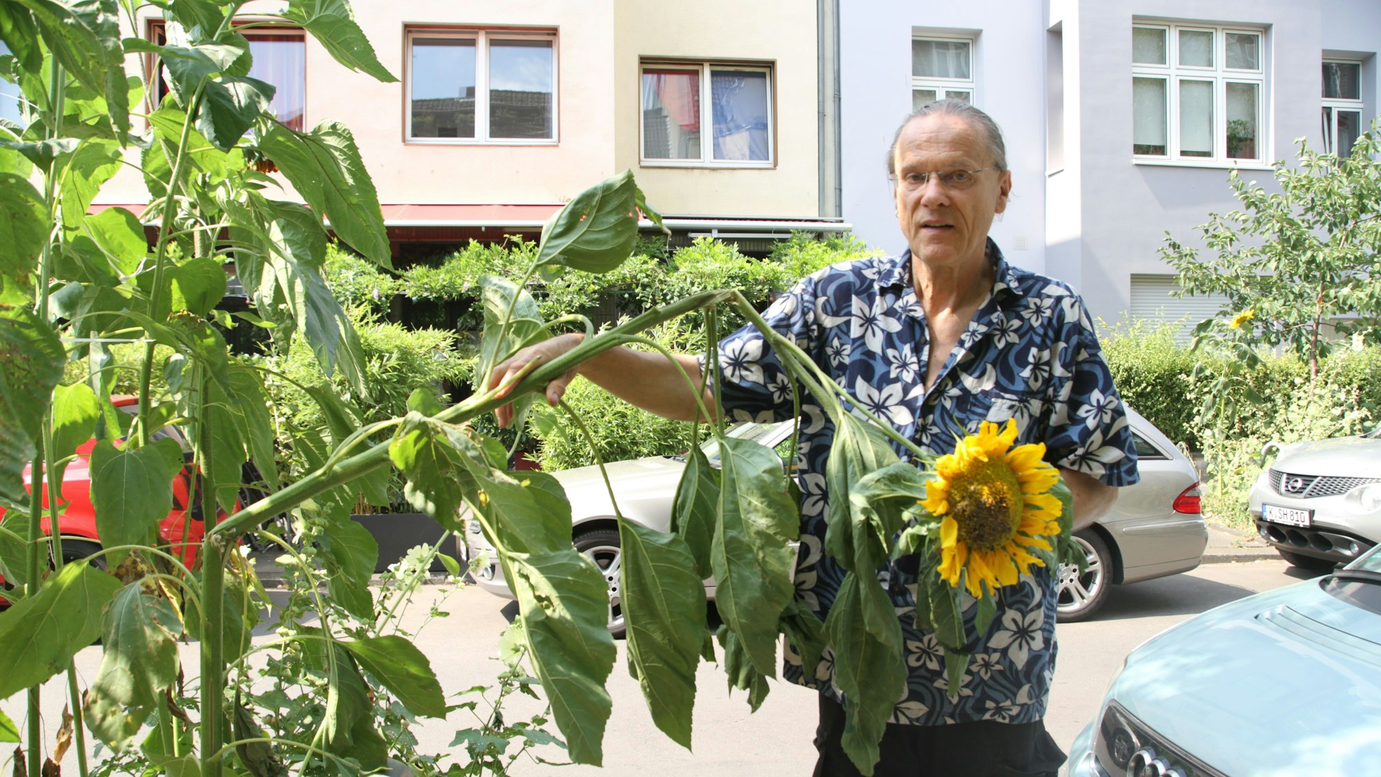 Das Bild zeig Walter Hoischen. Er korrigierte oft die städtische Pflanzung.