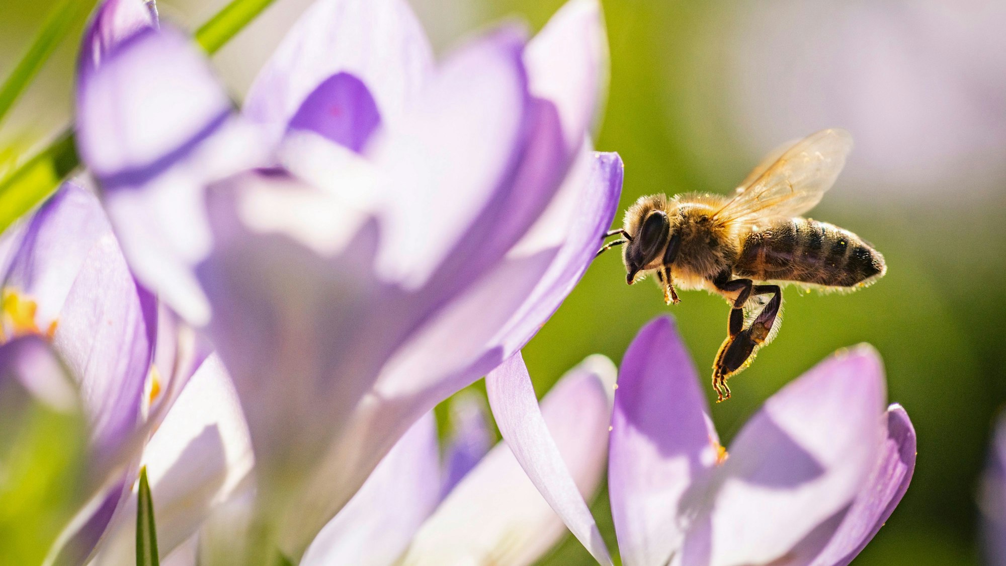 Bereits im Februar blühen die ersten Krokusse und bieten den frühen Bienen eine Nahrungsquelle. (Archivbild)