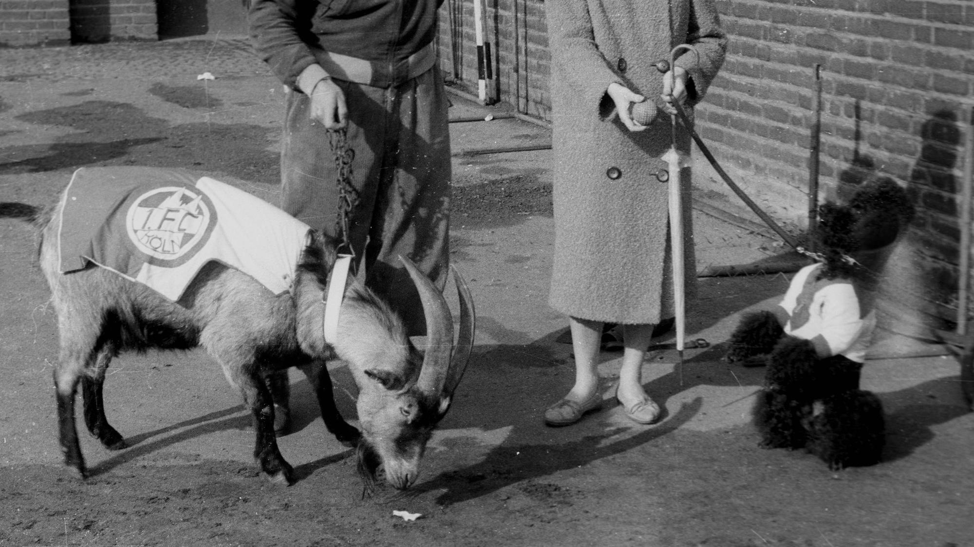 Geißbock Hennes I. begrüßt vor einem Spiel gegen Viktoria Köln einen Pudel.