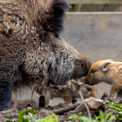 Wie hier im März 2024 waren an der Bonner Waldau auch immer wieder Frischlinge zu bestaunen.