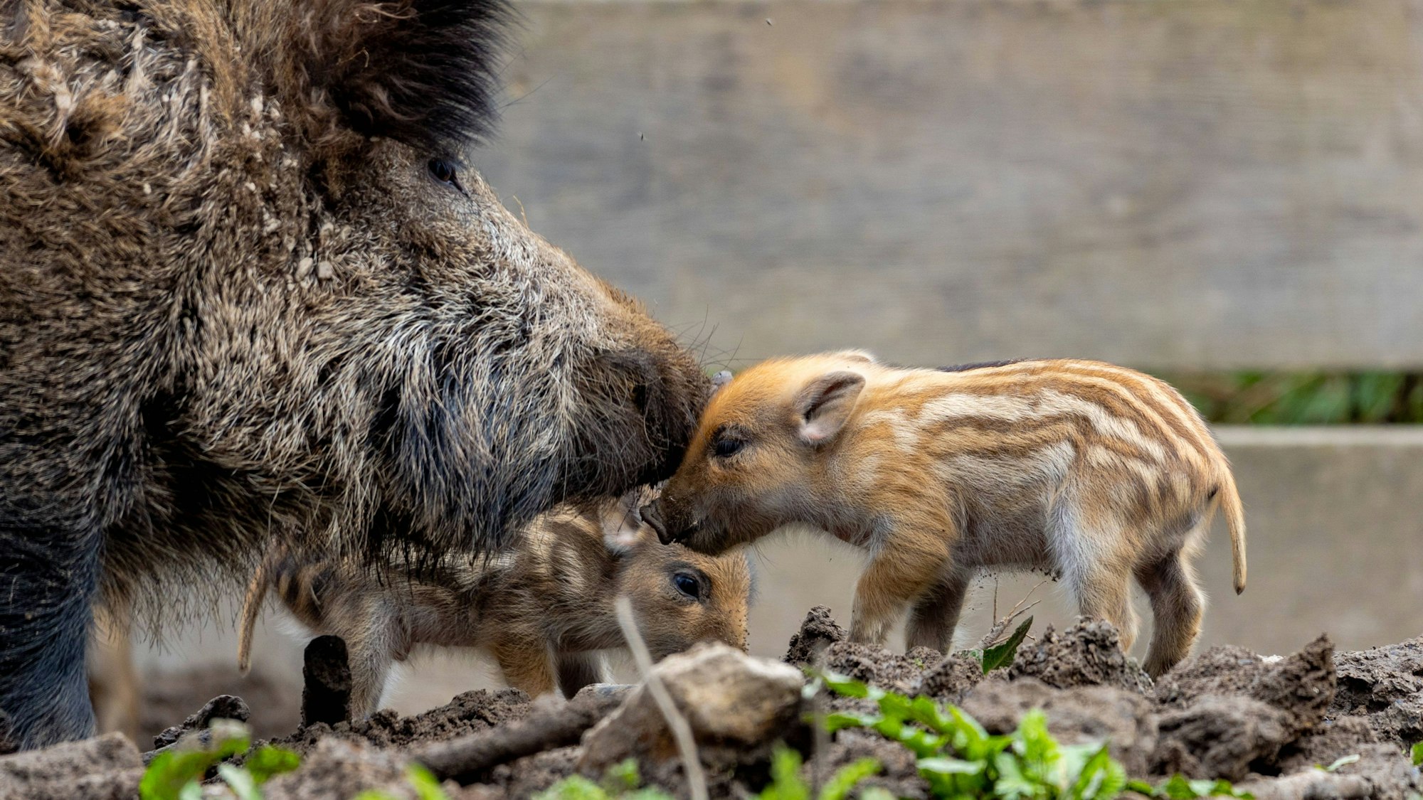 Wie hier im März 2024 waren an der Bonner Waldau auch immer wieder Frischlinge zu bestaunen.