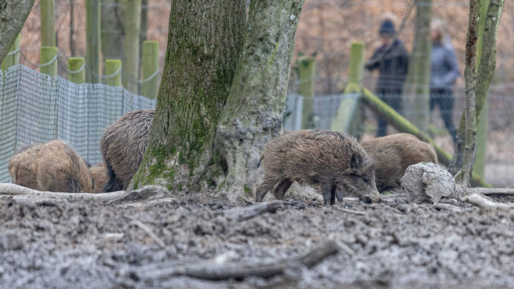 Das Wildschwein-Gehege befindet sich in der Nähe vom Haus der Natur auf dem Bonner Venusberg.
