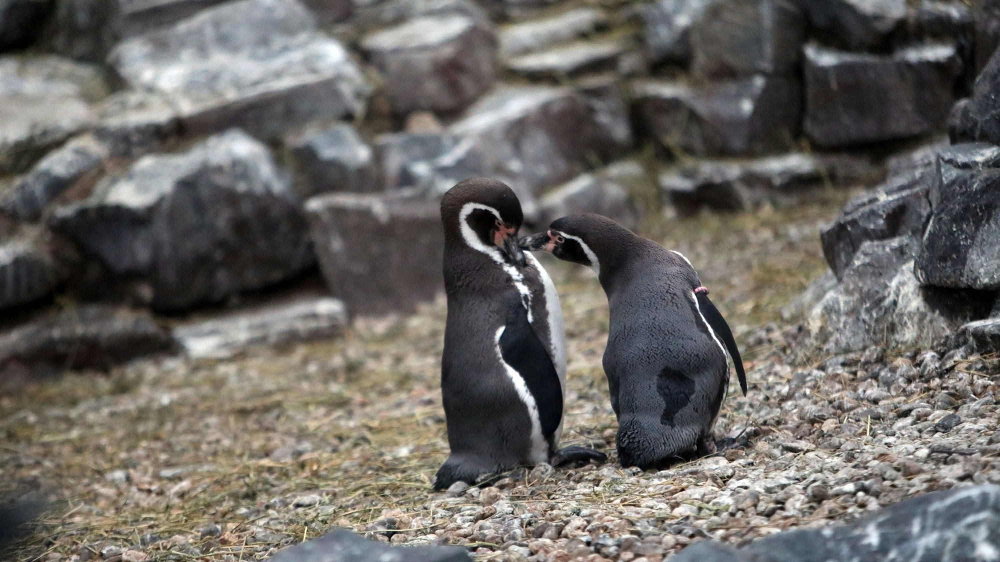 Zwei Pinguine im Kölner Zoo