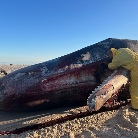 Der rund 16 Meter lange Kadaver des jungen Bullen wurde aus dem Wasser geborgen, wo er schon einige Zeit trieb.