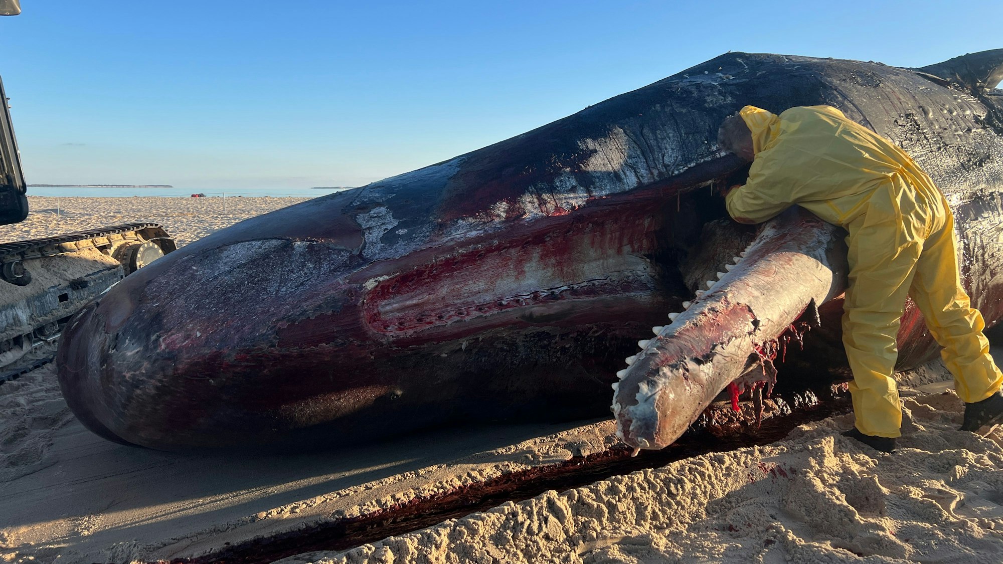 Der rund 16 Meter lange Kadaver des jungen Bullen wurde aus dem Wasser geborgen, wo er schon einige Zeit trieb.
