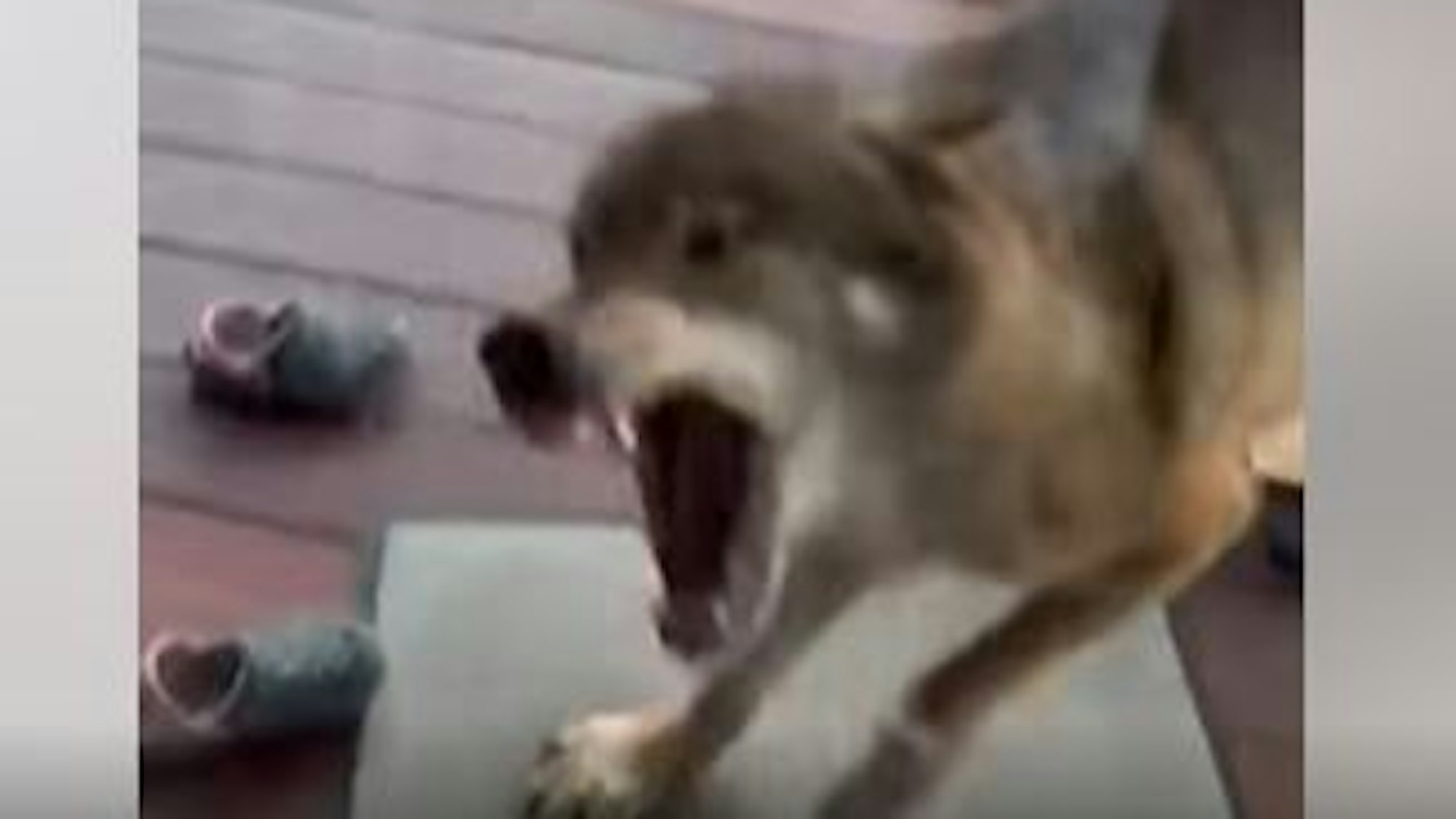 Wolf auf Terrasse in Mönchengladbach-Odenkirchen