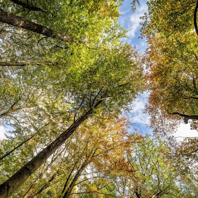 Ein Blick in belaubte Baumkronen.
