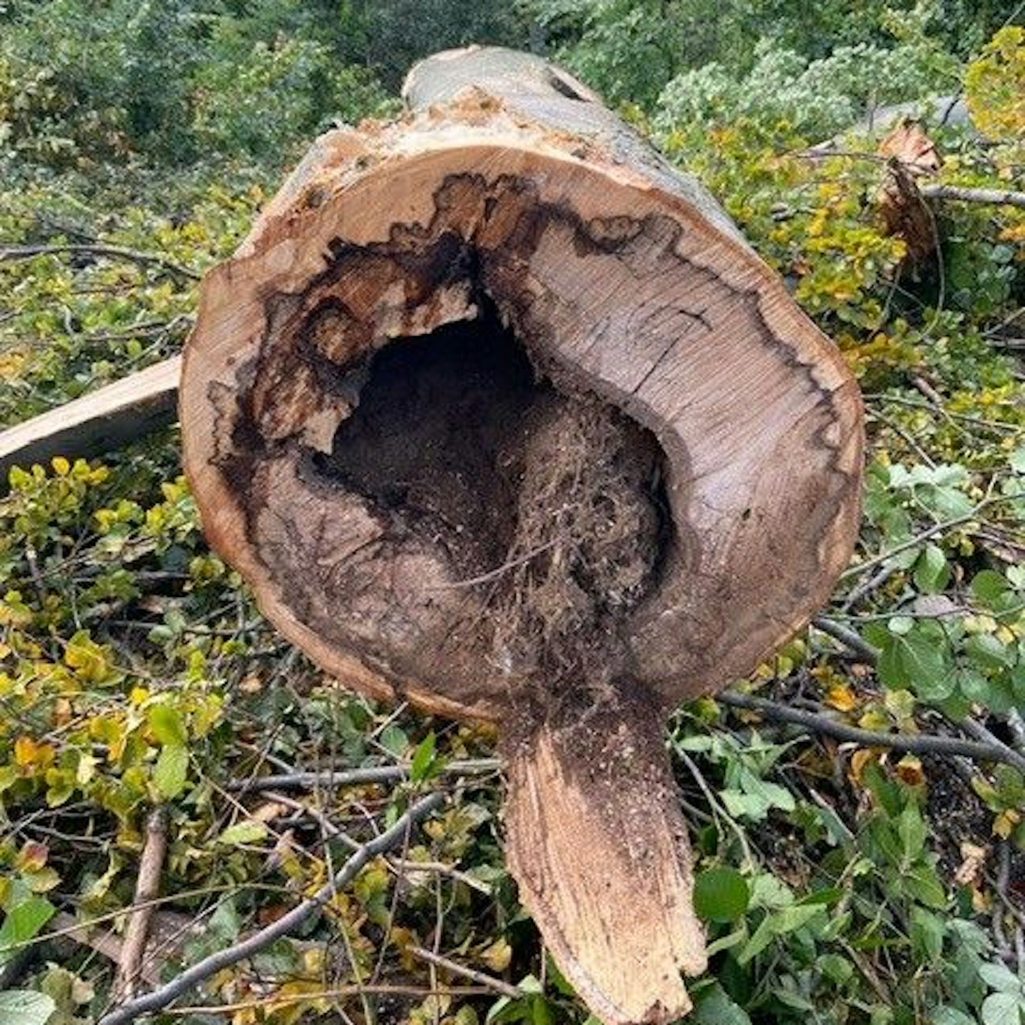 Ein durch Fäule ausgehöhlter Baumstamm liegt auf dem Boden.