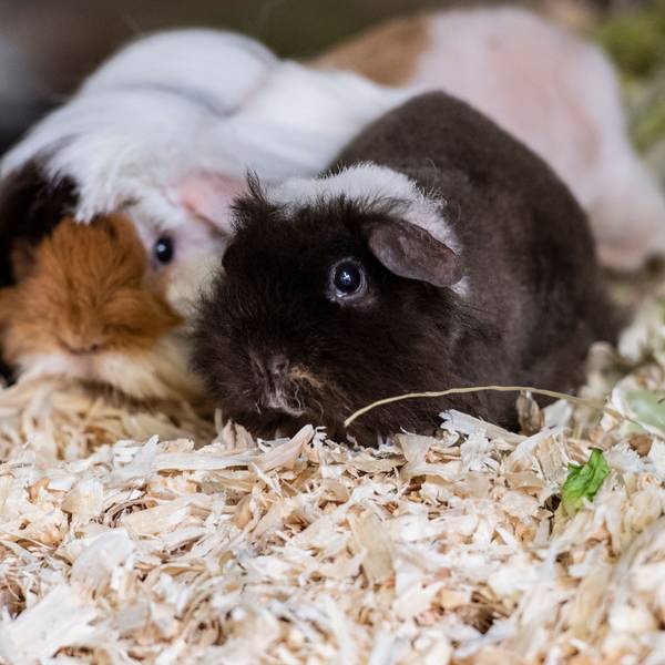 Zwei Meerschweinchen sitzen in einer Box.