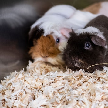 Zwei Meerschweinchen sitzen in einer Box.