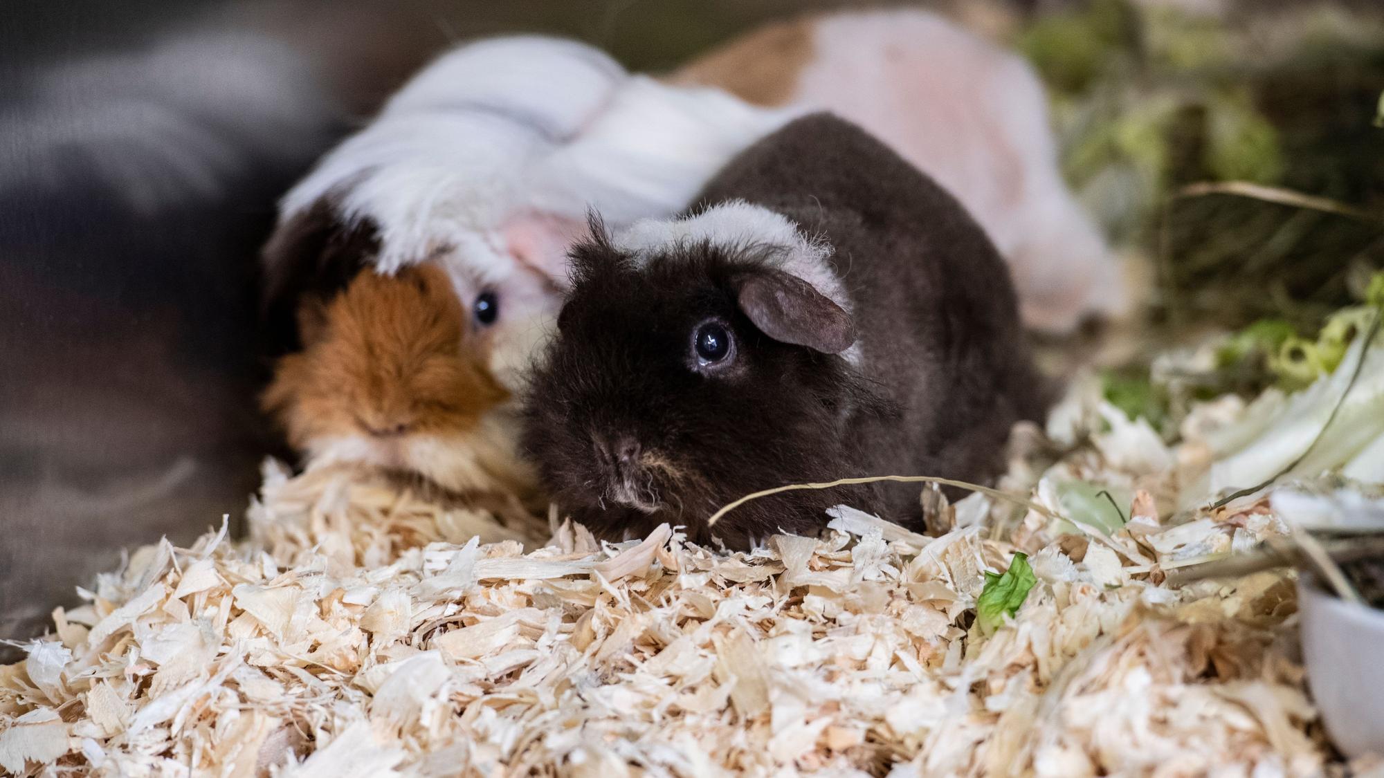 Zwei Meerschweinchen sitzen in einer Box.