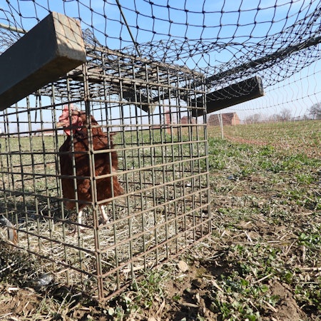 Das Foto zeigt ein Huhn in einer Habichtfalle.